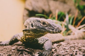 lizard on a rock