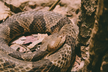 snake in the zoo