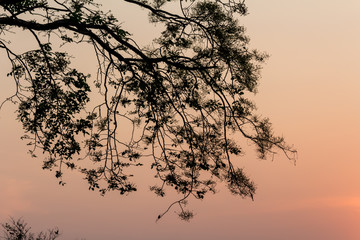 Drying tree with sunset time.