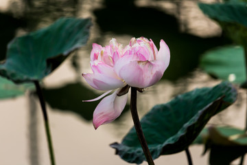 water, lily, lotus, flower, pond, white, nature, beautiful, pink, plant, beauty, leaf, waterlily, green, blossom, aquatic, bloom, background, lake, summer, natural, flora, petal, botany, lilies, garde