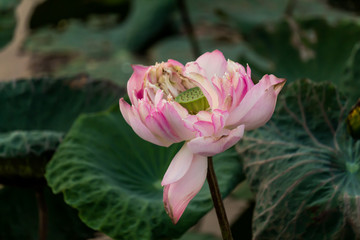 water, lily, lotus, flower, pond, white, nature, beautiful, pink, plant, beauty, leaf, waterlily,...