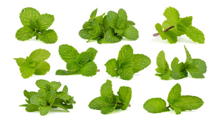 Fresh mint leaves isolated on white background.