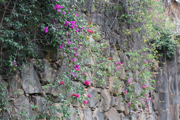 flowers on the wall