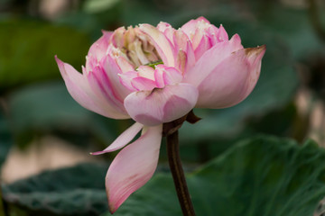 Blooming Lotus flower / Water Lily in the park. With sunset time.