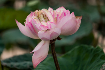 Blooming Lotus flower / Water Lily in the park. With sunset time.
