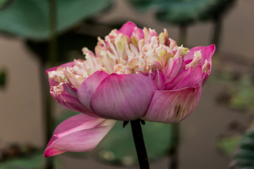 Blooming Lotus flower / Water Lily in the park. With sunset time.