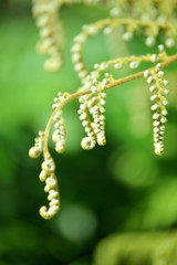 young fern plant with rolled leaves