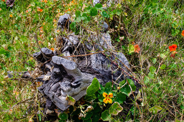 Obraz premium Fairy Stump