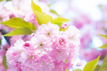 Fototapeta na wymiar Beautiful spring cherry sakura blossom with fading in to pastel pink background