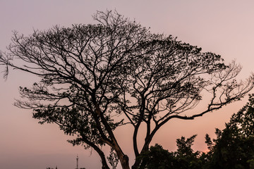 Obraz premium Drying tree with sunset time in the park.