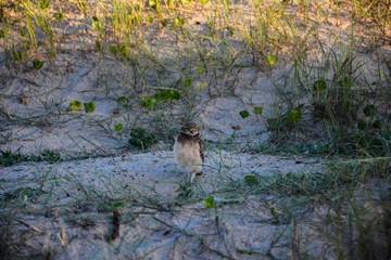 owl on beach