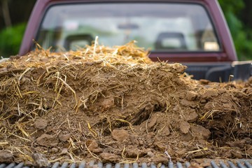 Cow manure put on red truck