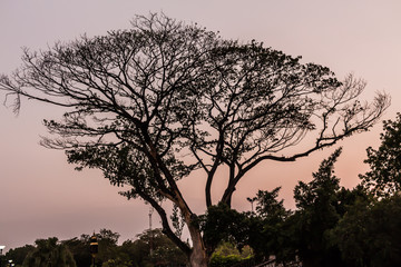 Drying tree with sunset time in the park.