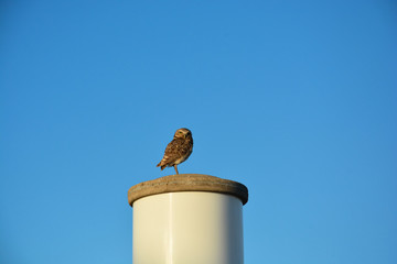 bird on wire