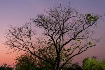 Plakat Drying tree with sunset time in the park.