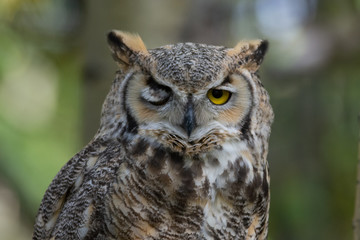 Winking Owl