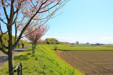 風景　田舎　桜　道　緑　空　杤木