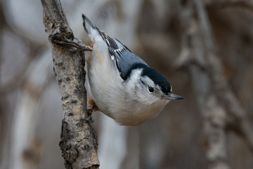 White Breasted Nuthatch