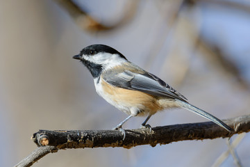 Black Capped Chickadee