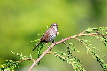 Song Sparrow