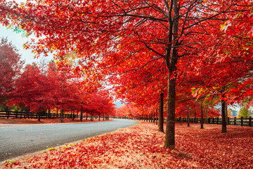 Beautiful Trees in Autumn Lining Streets in Town in Australia - 266443989