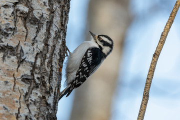 Female Downy Woodpecker