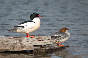 Merganser Pair