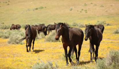 Wild horses running in a yellow flower meadow in the spring time.