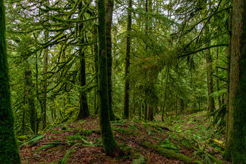 Fototapeta premium path in the forest