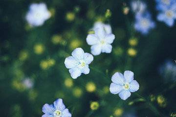 Field of flowering flax. Macro. Selective focus. Natural economy.