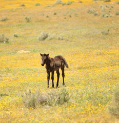 Fototapeta na wymiar Wild horses running in a yellow flower meadow in the spring time.