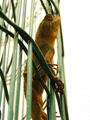 Lagarto verde.