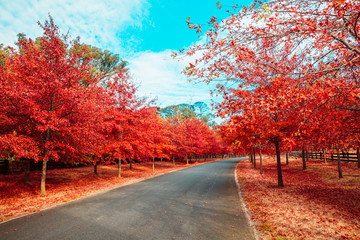 Beautiful Trees in Autumn Lining Streets in Town in Australia