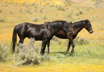 Fototapeta premium Wild horses running in a yellow flower meadow in the spring time.