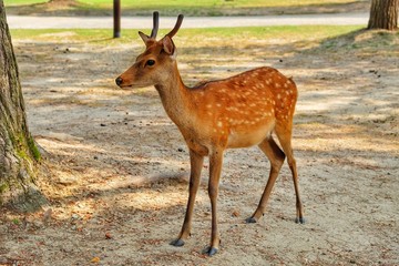 deer in the forest