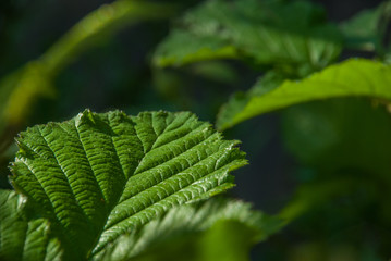 Green leaves that are getting sunlight in the morning.