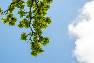 Fototapeta premium The tree opposite the blue sky, the details of the branches that are like a frame Suitable for making background images.