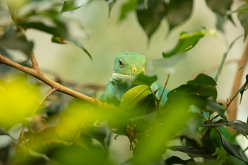 Fiji Iguana is peeking through the bushes at you