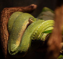 green tree python displays new scales after a fresh molt