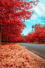 Beautiful Trees in Autumn Lining Streets in Town in Australia