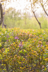 Blooming lilac flowers in spring, outdoors, leaves close-up