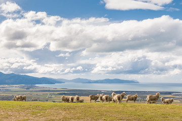 Fototapeta na wymiar herd of merino sheep grazing on hill above sea with blue sky and cumulus clouds