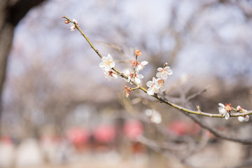 松本城の梅の花