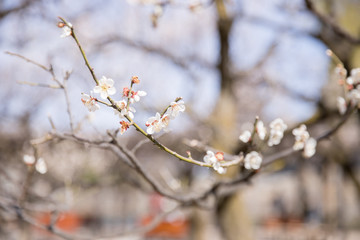 松本城の梅の花