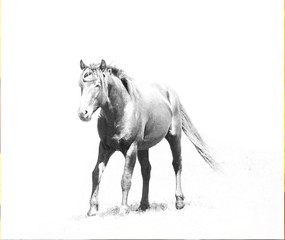 Obraz na płótnie Canvas A black and white photograph of a wild horse running on an isolated white background with text area.