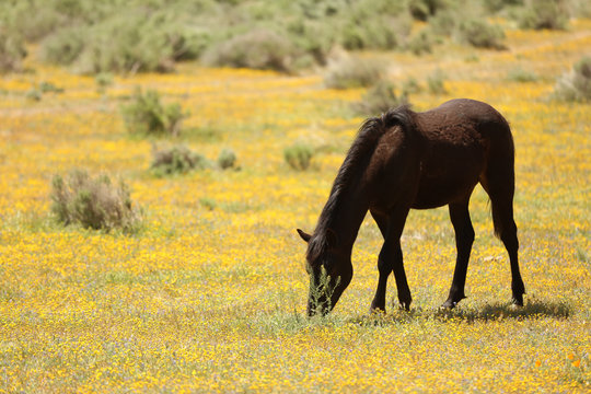 Wild horses running in a yellow flower meadow in the spring time.