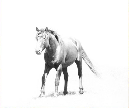 A black and white photograph of a wild horse running on an isolated white background with text area.