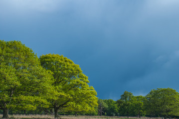 A large tree with a backdrop of sky in Richmond Park.