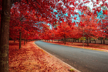 Beautiful Trees in Autumn Lining Streets in Town in Australia - 266447921