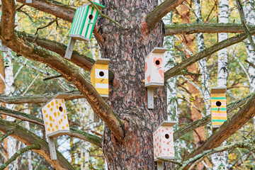 Summer wooden bird feeders hang on pine tree branches in forest.